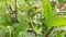 Closeup of A young chameleon green lizard