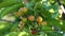 Closeup of Young cherry blossom fruit in the morning