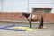 Closeup of a young clever and gentle rider schooling horse