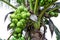 Closeup of young cluster coconut on tree background