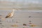 Closeup of a young curlew bird with its long, slender beak, walking on the shore