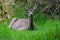 Closeup of a young deer lying in the grass. Fawn lying in the grass