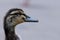 Closeup of young duckling