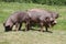 Closeup of a young duroc pigs on the meadow