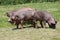 Closeup of a young duroc pigs on the meadow