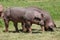 Closeup of a young duroc pigs on the meadow