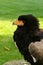 Closeup on a young endangered short-tailed eagle, the bateleur, Terathopius ecaudatus