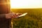 Closeup of young farmer`s hands holding a tablet and checking the progress of the harvest at the green wheat field on the sunset.