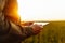 Closeup of young farmer`s hands holding a tablet and checking the progress of the harvest at the green wheat field on the sunset.