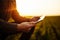 Closeup of young farmer`s hands holding a tablet and checking the progress of the harvest at the green wheat field on the sunset.