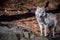 A closeup of a young female arctic wolf standing on a pile of rocks looking off into the distance