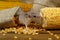 Closeup young gray mouse lurk near the corn and burlap bags on the floor of the warehouse.