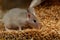 Closeup young gray mouse lurked on a pile of wheat in the barn.