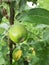 Closeup of a young green apple on a column apple on a summer day.