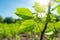 closeup of a young hazelnut tree on a sunny day