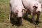 Closeup of young healthy pigs outdoor