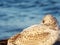 Closeup of young herring gull with blue lake in background