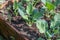 Closeup of young Kohlrabi or German turnip plants cultivated in the fertile soil of a small organic vegetable nursery