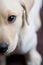 Closeup of Young Labrador Puppy