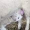 Closeup of young lamb drinking milk from udder of ewe