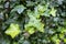 Closeup of young leaves of the Hedera helix ivy plant.