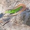 Closeup of young lizard