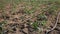 Closeup of young organic tomato seedlings growing on farm field on sunny day