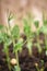 Closeup of a young pea shoot growing in fresh soil