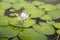 Closeup of young single petal water lily in pond