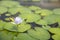 Closeup of young single petal water lily in pond