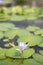 Closeup of young single petal water lily in pond