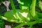 Closeup of a Young Squash Growing on a Vine in a garden