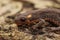 Closeup of a young terrestrial Northern banded newt , Ommatotriton ophryticus