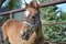 Closeup of a young Thoroughbred cross filly