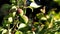 Closeup of Young ume fruit or Japanese apricot in the morning