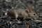 Closeup young vole mouse slinks on pile of sunflower seeds in warehouse.