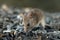 Closeup young vole mouse sniffs sunflower seeds in warehouse.