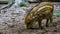 Closeup of a young wild boar piglet grubbing in the earth, common pig specie from the forest of Eurasia