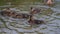 Closeup of Young Wild Ducks Swimming in the Water