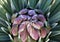 Closeup of yucca bloom in Death Valley