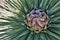 Closeup of yucca bloom in Death Valley