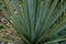 Closeup of a Yucca glauca outdoors with ground in the background