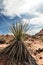 Closeup of Yucca plant in desert of Southern Nevada