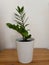 Closeup of a Zamioculcas zamiifolia green plant