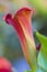 Closeup of Zantedeschia of Sort Orange County in National Flowers Park