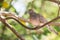 Closeup Zebra Dove (Geopelia striata) perching on branch.