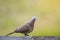 Closeup Zebra dove (Geopelia striata) sitting on the wall.