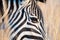 Closeup zebra head with dry grass background