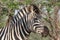 Closeup of zebra\'s head