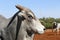 Closeup of zebu bull of the Nelore breed